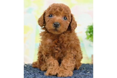 成約済の千葉県のトイプードル-226745の2枚目